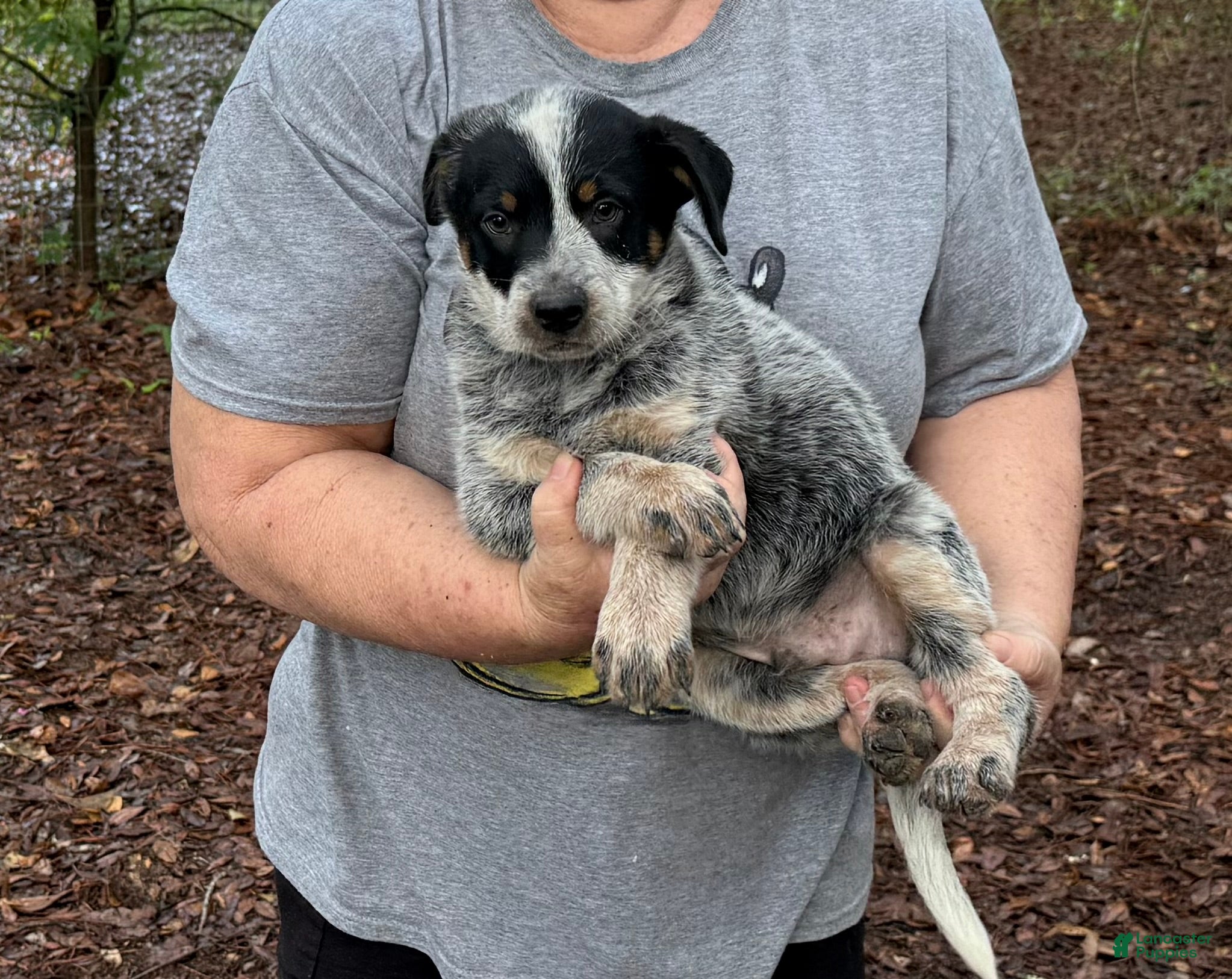 Australian Cattle Dog dogs for sale: Australian Cattle Dog Puppy 2 - Ad 4