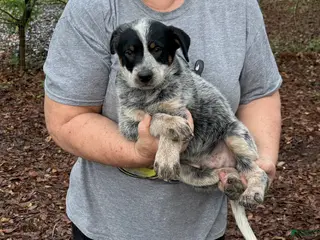 Australian Cattle Dog dogs for sale: Australian Cattle Dog Puppy 2 - Ad 4