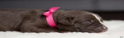 Cane Corso dogs for sale: Candy Coated Milky Way: North American Mastiff  - Ad 4