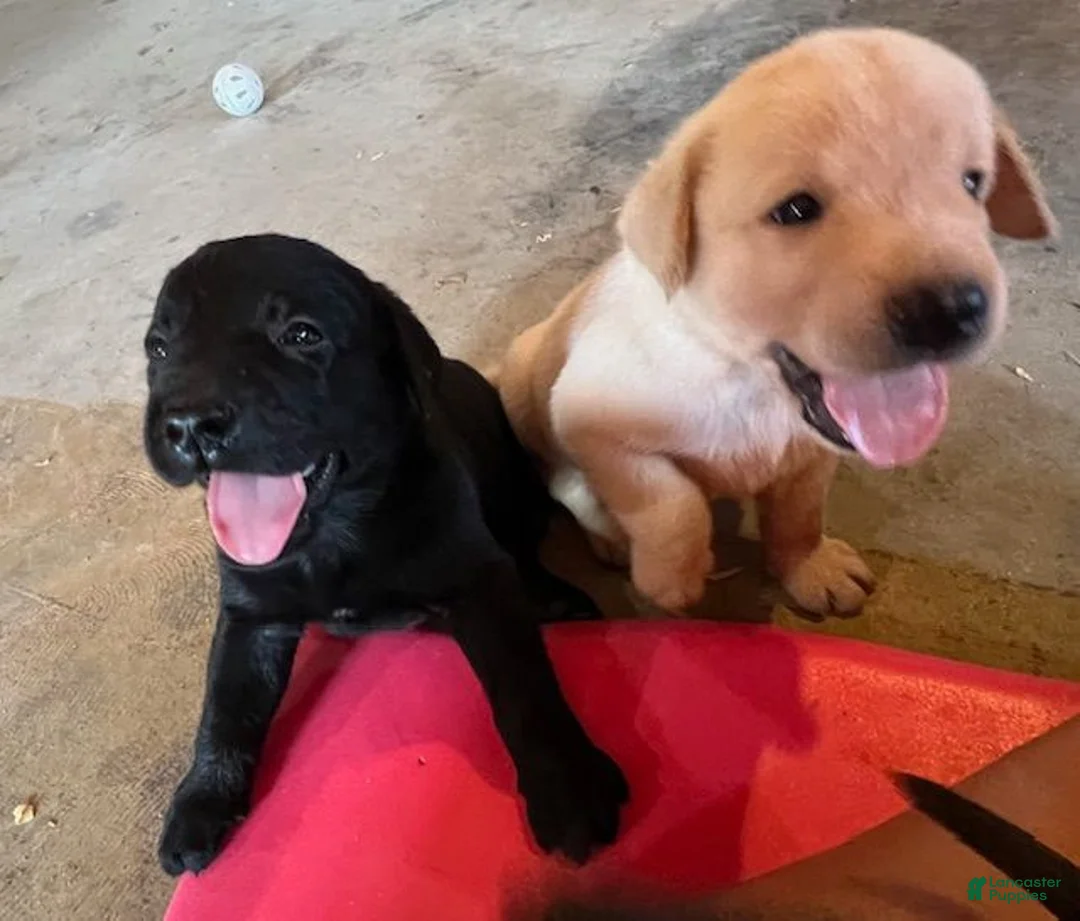 Labrador Retriever dogs for sale: Labrador Retriever - Ad 1