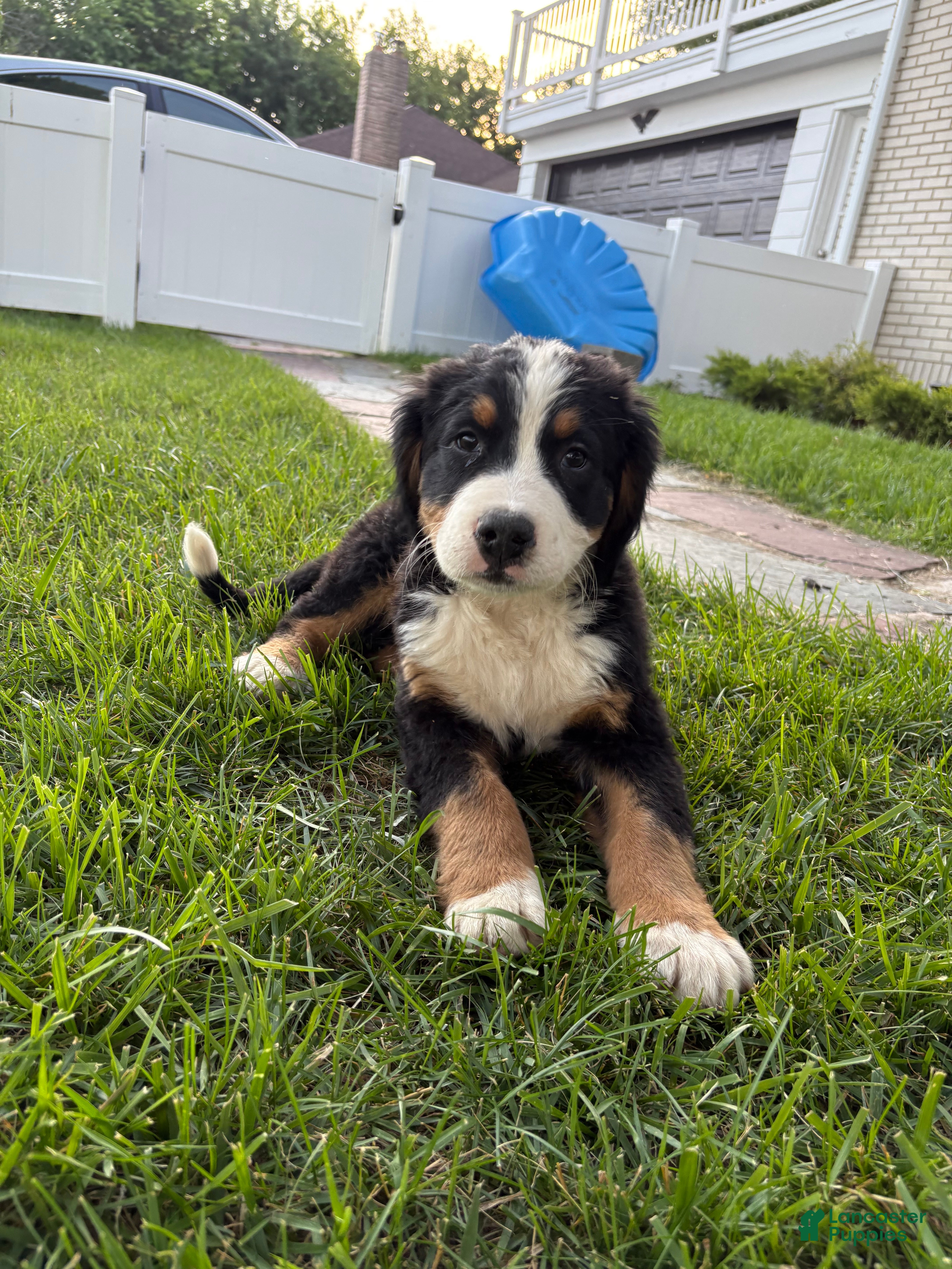 Bernese Mountain Dog dogs Bennett - Ad 2