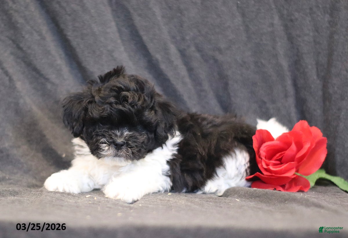 Teddy Bear dogs Nick  - Ad 1