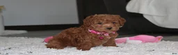 Bichpoo dogs for sale: Sunny - Ad 6