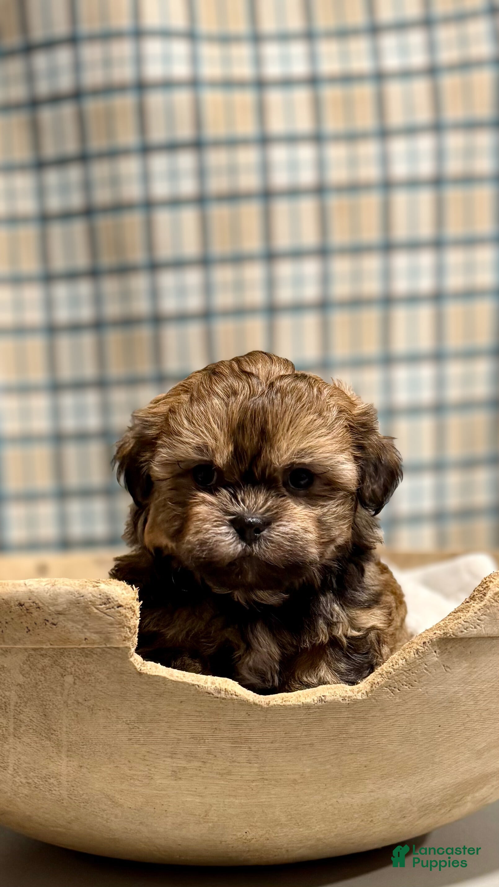 Teddy Bear dogs LYNDON - Ad 2