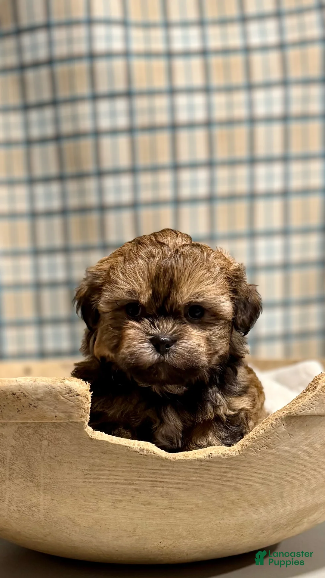 Teddy Bear dogs for sale: LYNDON - Ad 2