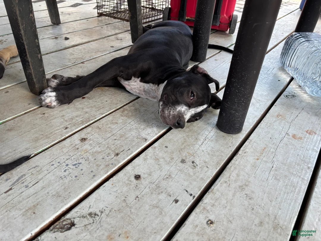 American Bully dogs for sale: American Bully Puppy 2 - Ad 1