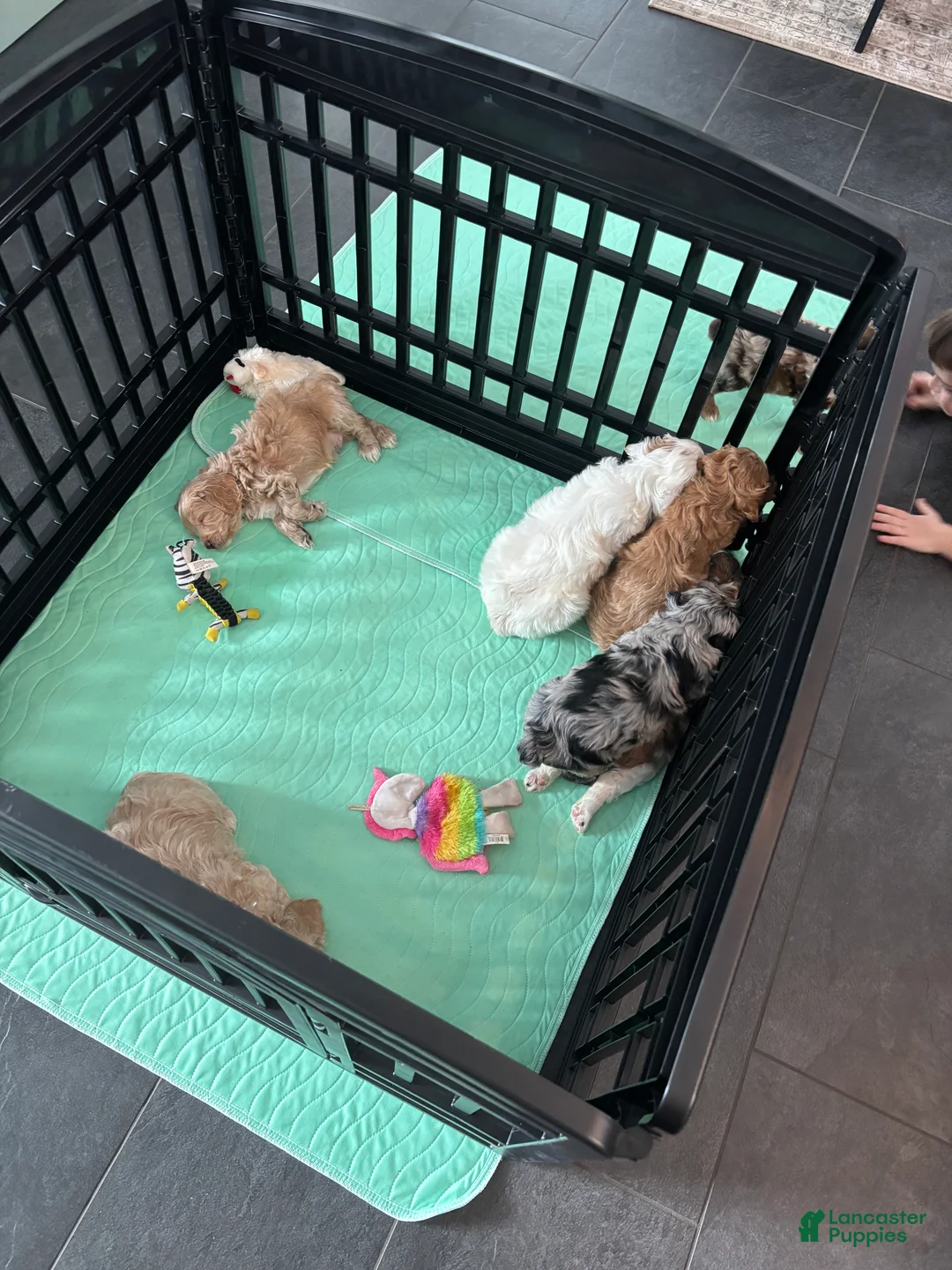 Cockapoo dogs for sale: Moses (Mo)  - Ad 2