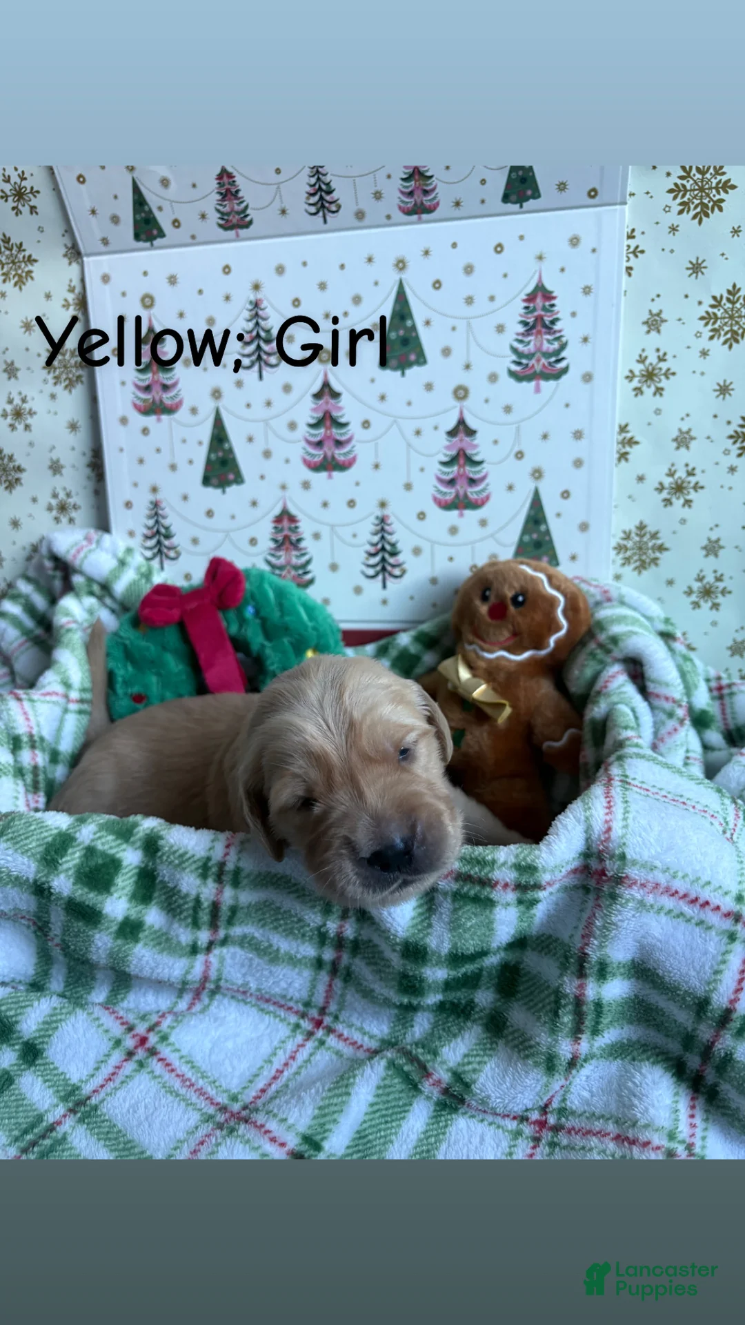 Golden Retriever dogs for sale: Golden Retriever 5 - Ad 1