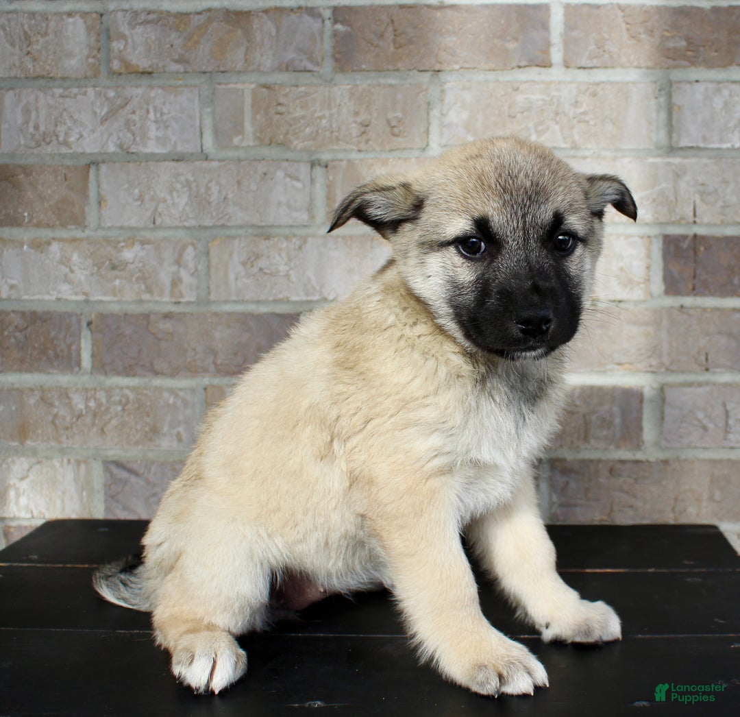 Mixed Breed dogs for sale: Sadie Rose - Ad 5
