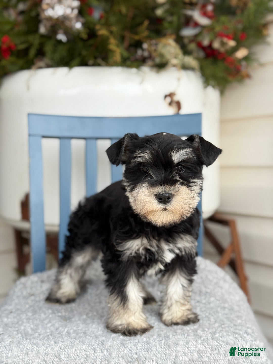 Miniature Schnauzer dogs for sale: Deacon - Ad 1