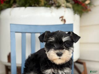 Miniature Schnauzer dogs Deacon - Ad 33