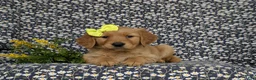 Golden Retriever dogs for sale: Nellie AKC Registered - Ad 5