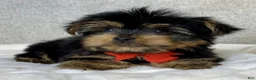 Yorkshire Terrier dogs for sale: Hudson - Ad 5
