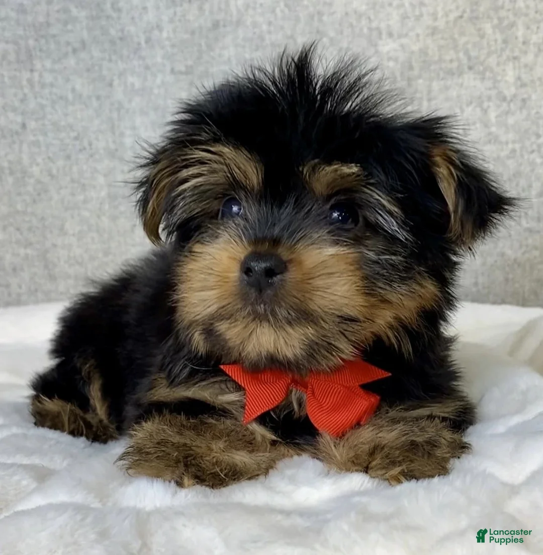 Yorkshire Terrier dogs for sale: Hudson - Ad 5