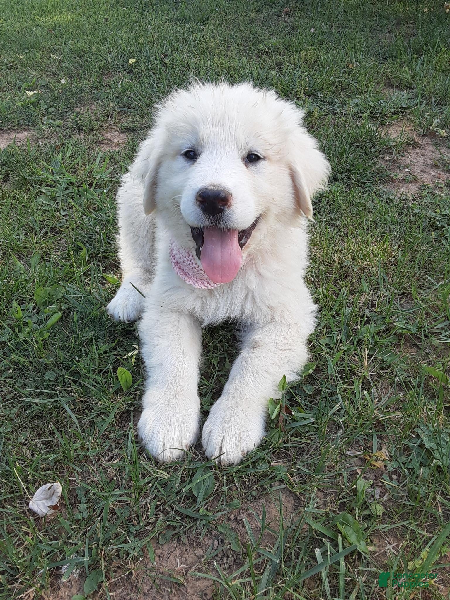 Great Pyrenees dogs Rosalee - Ad 1