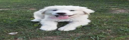 Great Pyrenees dogs for sale: Rosalee - Ad 1
