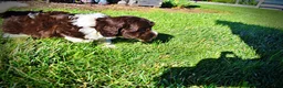 Havapoo dogs for sale: Bandit - Ad 9