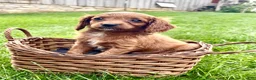 Cavapoo dogs for sale: Baxter - Ad 3