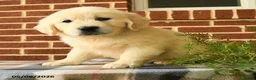 Golden Retriever dogs for sale: Patty - Ad 2