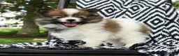 Pomeranian dogs for sale: Cruffin - Ad 5