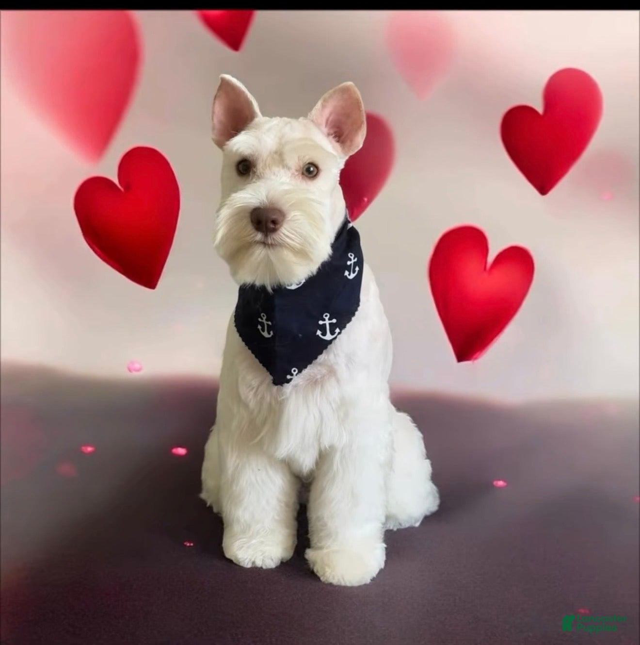 Miniature Schnauzer dogs Miniature Schnauzer Puppy 2 - Ad 6