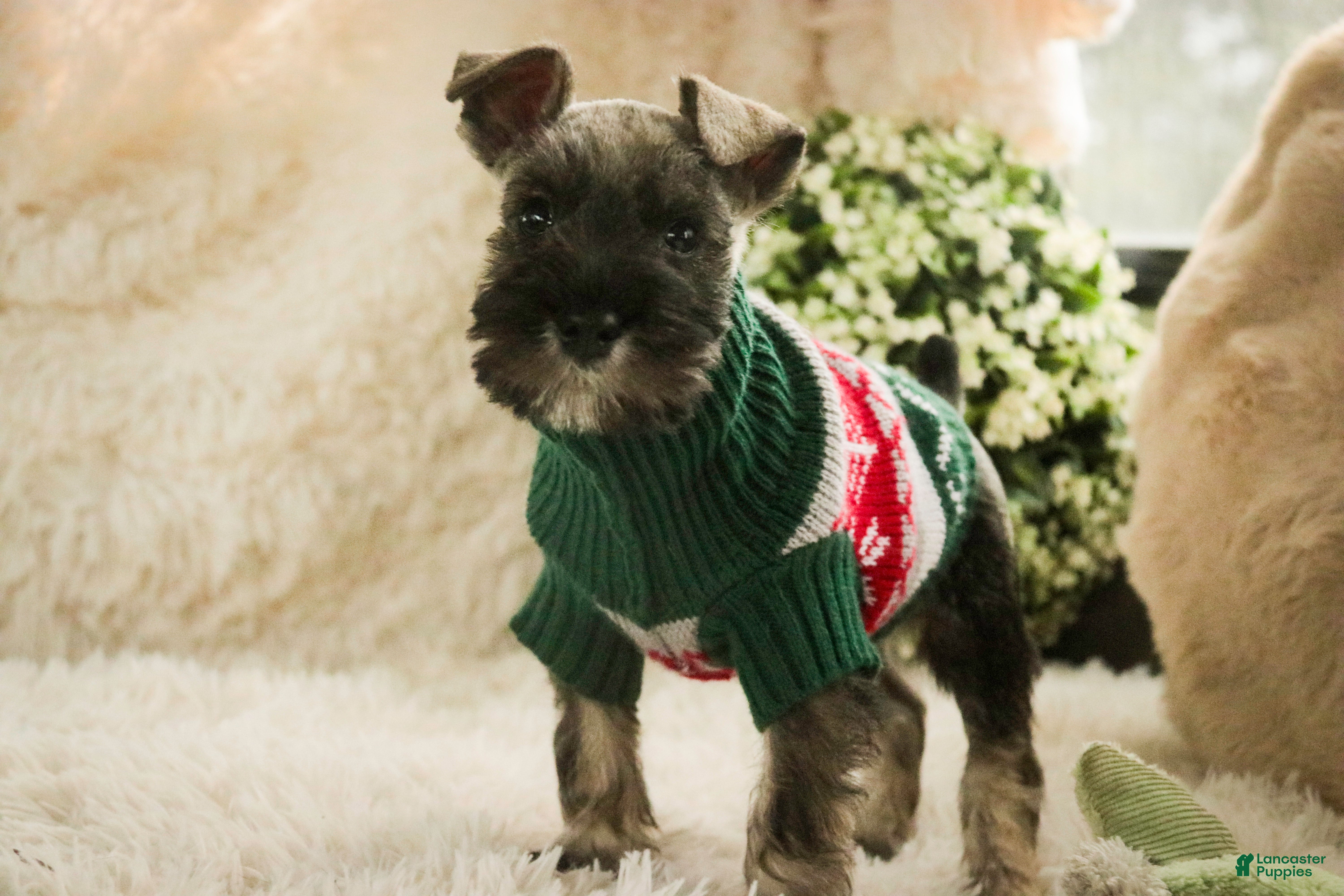 Miniature Schnauzer dogs Miles - Ad 28