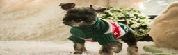Miniature Schnauzer dogs for sale: Miles - Ad 1