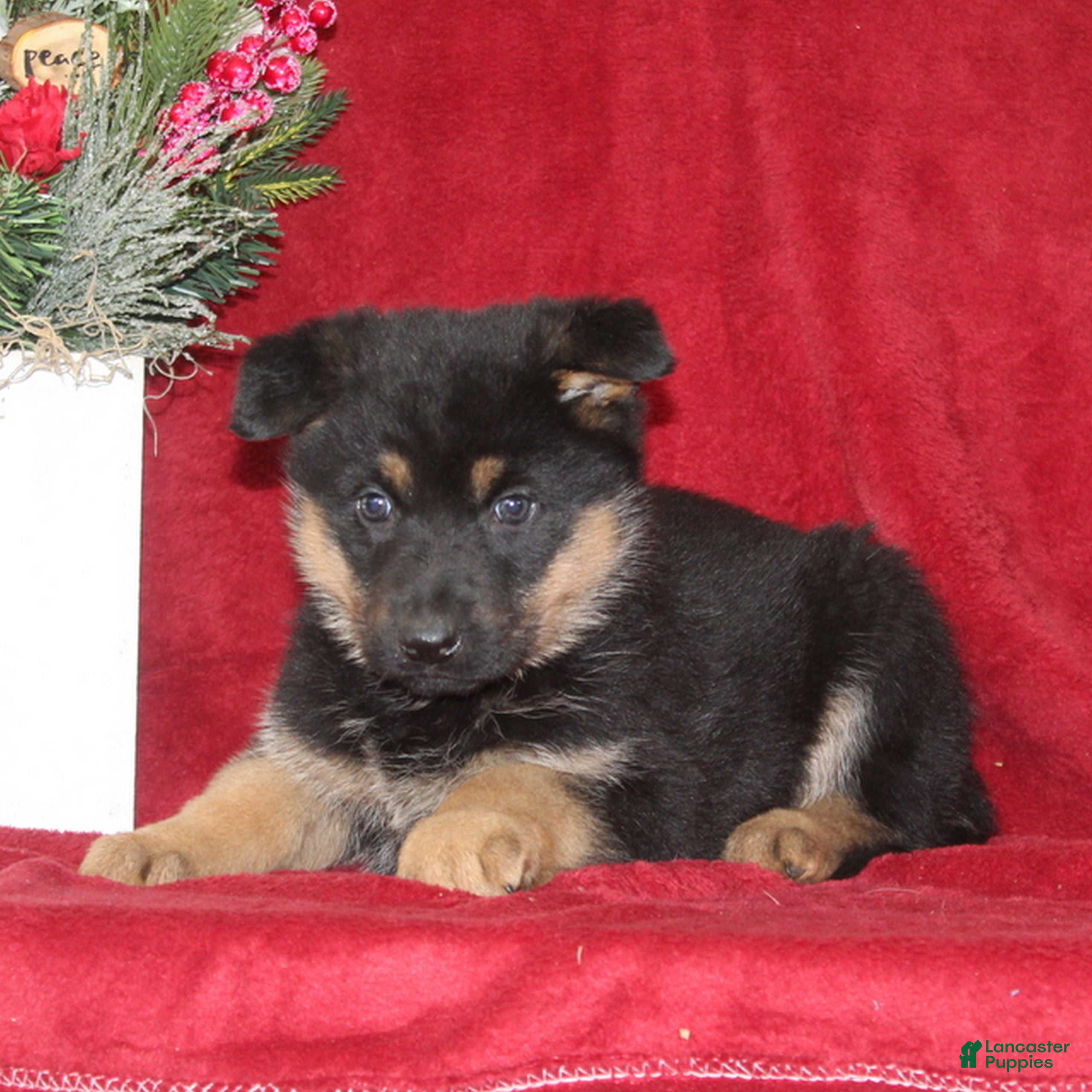 German Shepherd dogs Tessa  - Ad 22