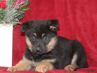 German Shepherd dogs Tessa - Ad 22