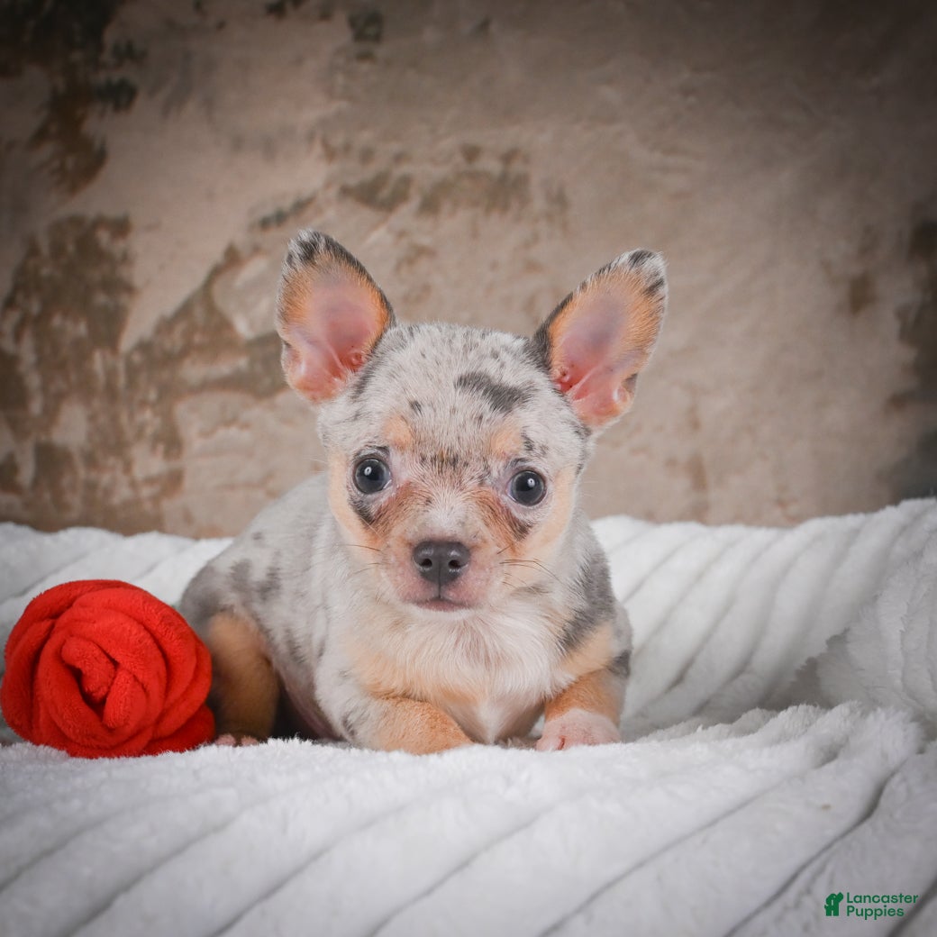 Chihuahua dogs Phillip - Ad 2