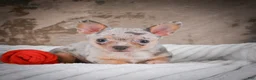 Chihuahua dogs for sale: Phillip - Ad 2