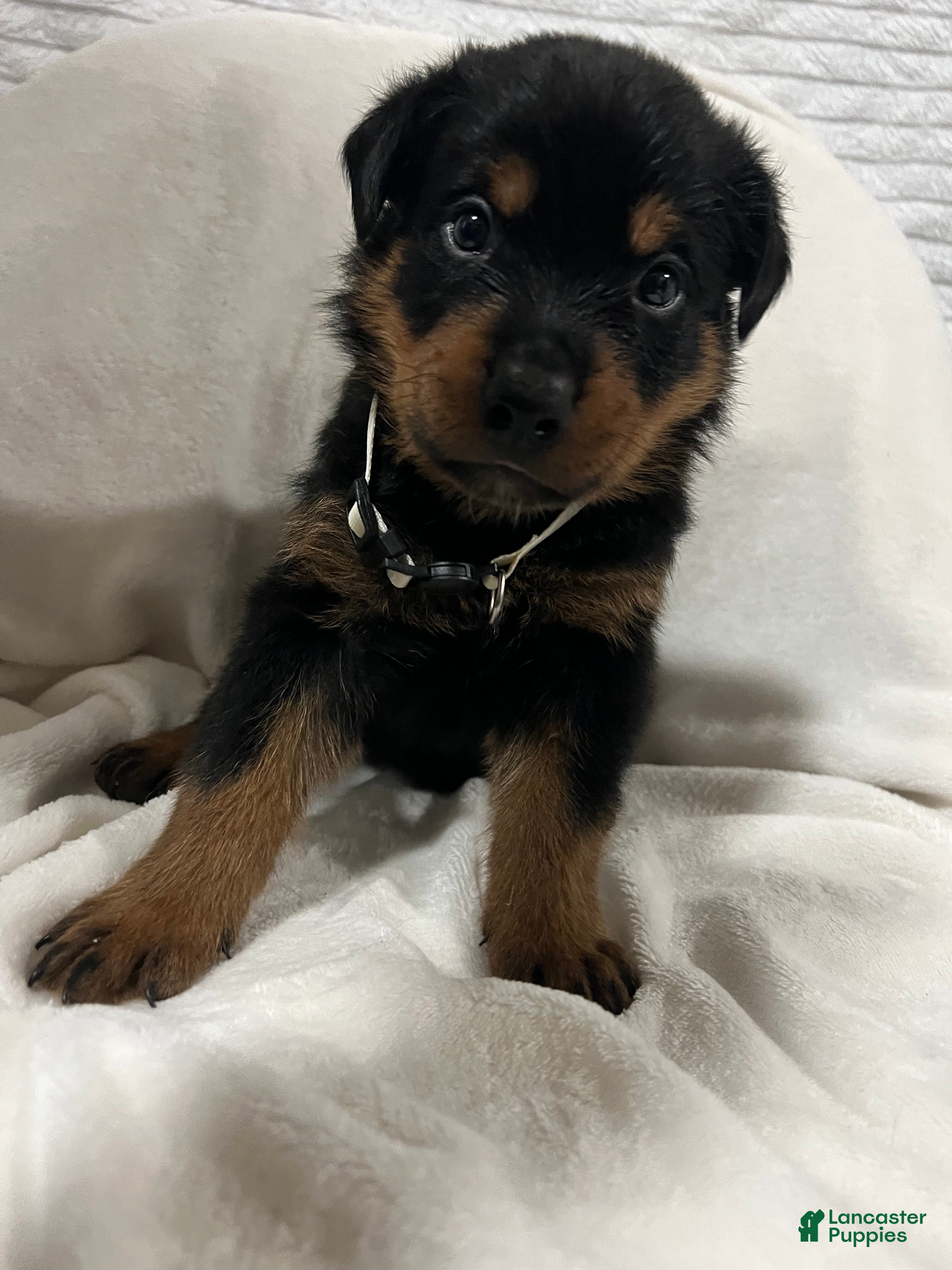 Rottweiler dogs ghost - Ad 24
