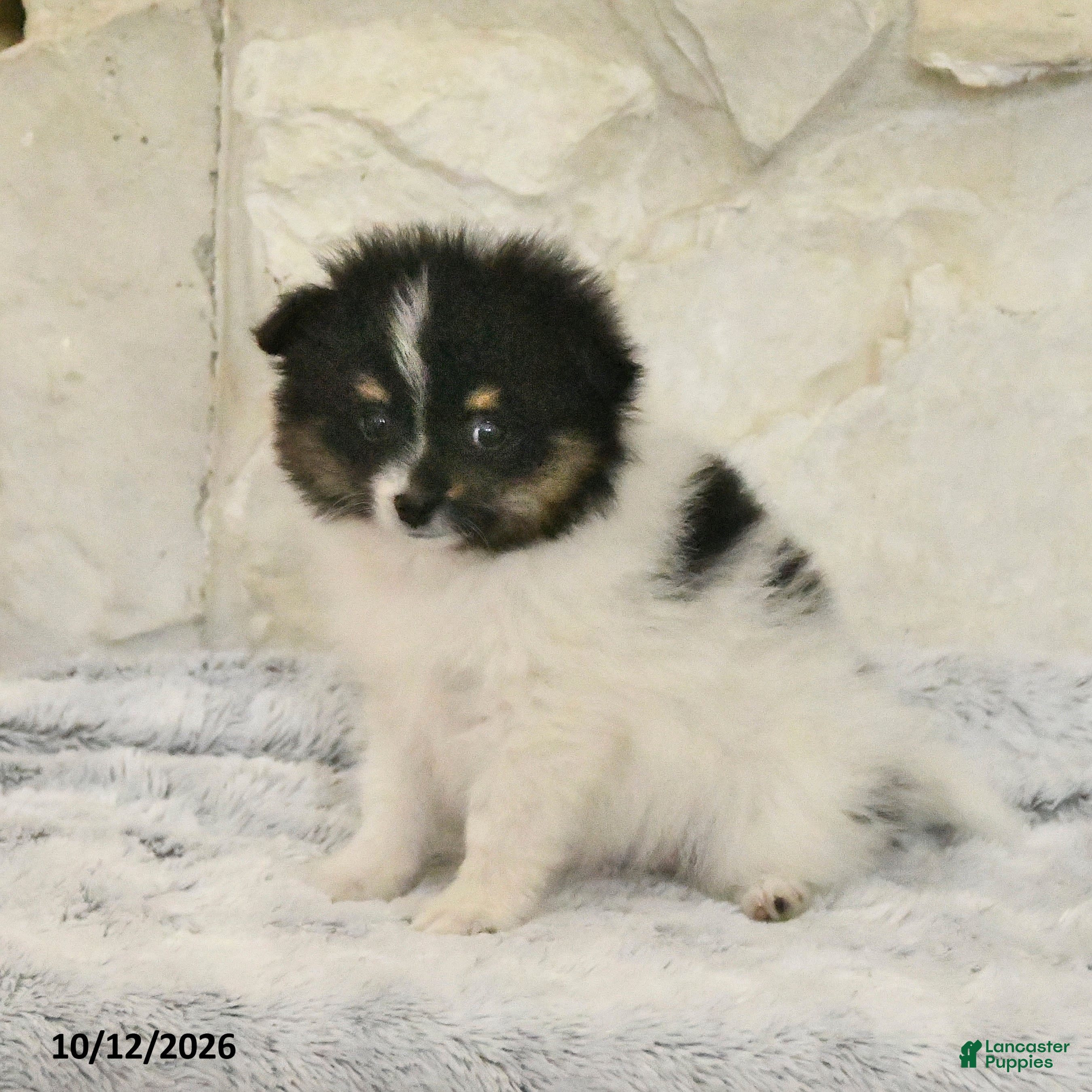 Pomeranian dogs Liam - Ad 1