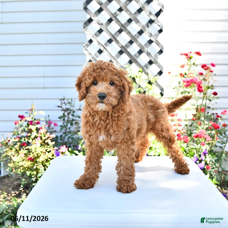 Cavapoo dogs Dixon - Ad 2