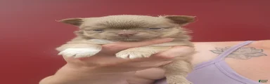 Cedar
