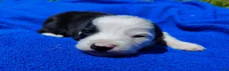 Border Collie dogs for sale: Skipper  - Ad 23