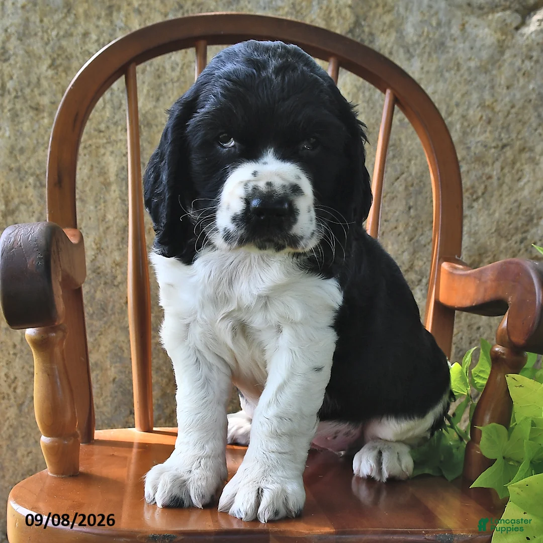 English Springer Spaniel dogs for sale: Whoopie Pie  - Ad 2