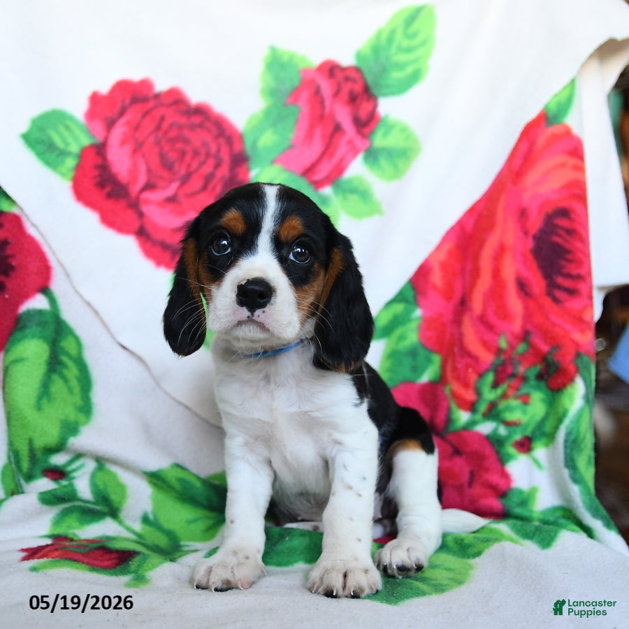 Beaglier dogs Lucy - Ad 2