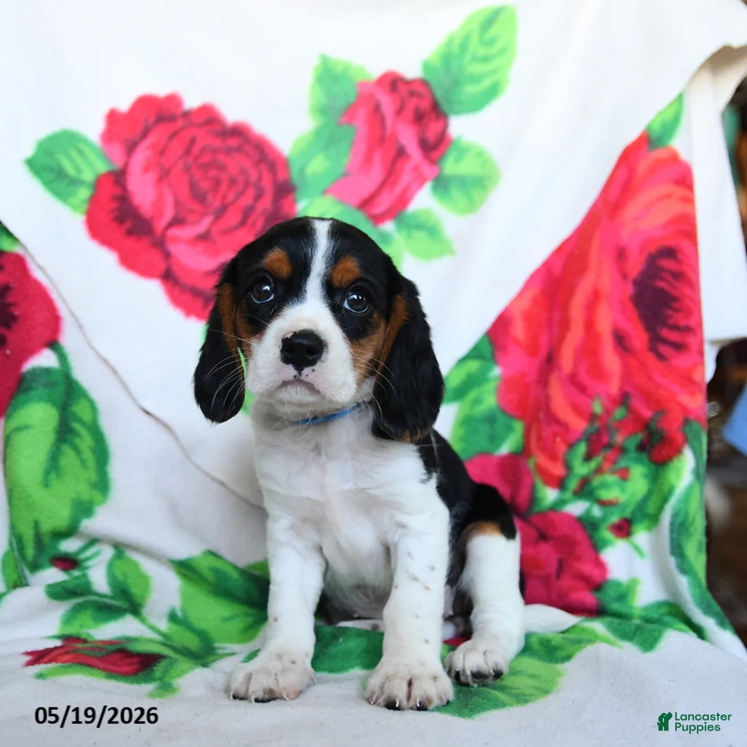Beaglier dogs for sale: Lucy - Ad 2