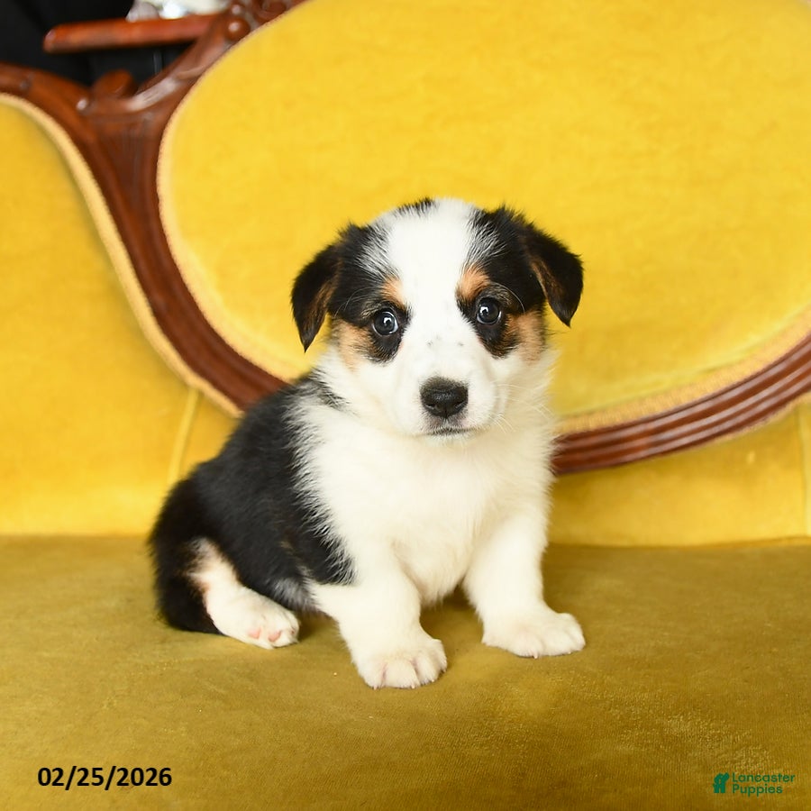 Welsh Corgi Pembroke dogs Tiffany - Ad 1