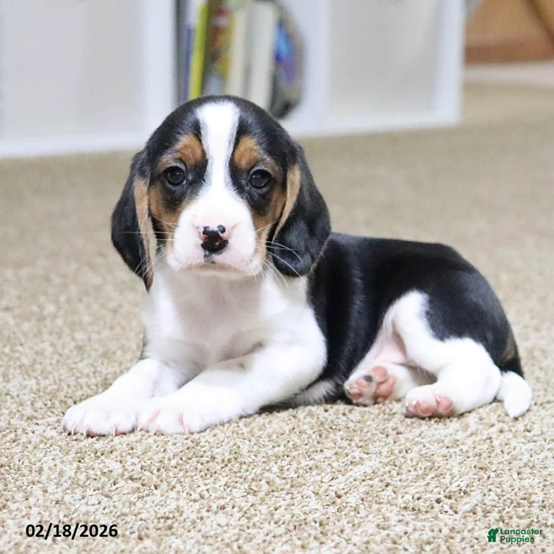 Beagle dogs for sale: Ned - Ad 4
