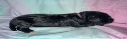 Mixed Breed dogs for sale: Hot pink collar girl - Ad 2