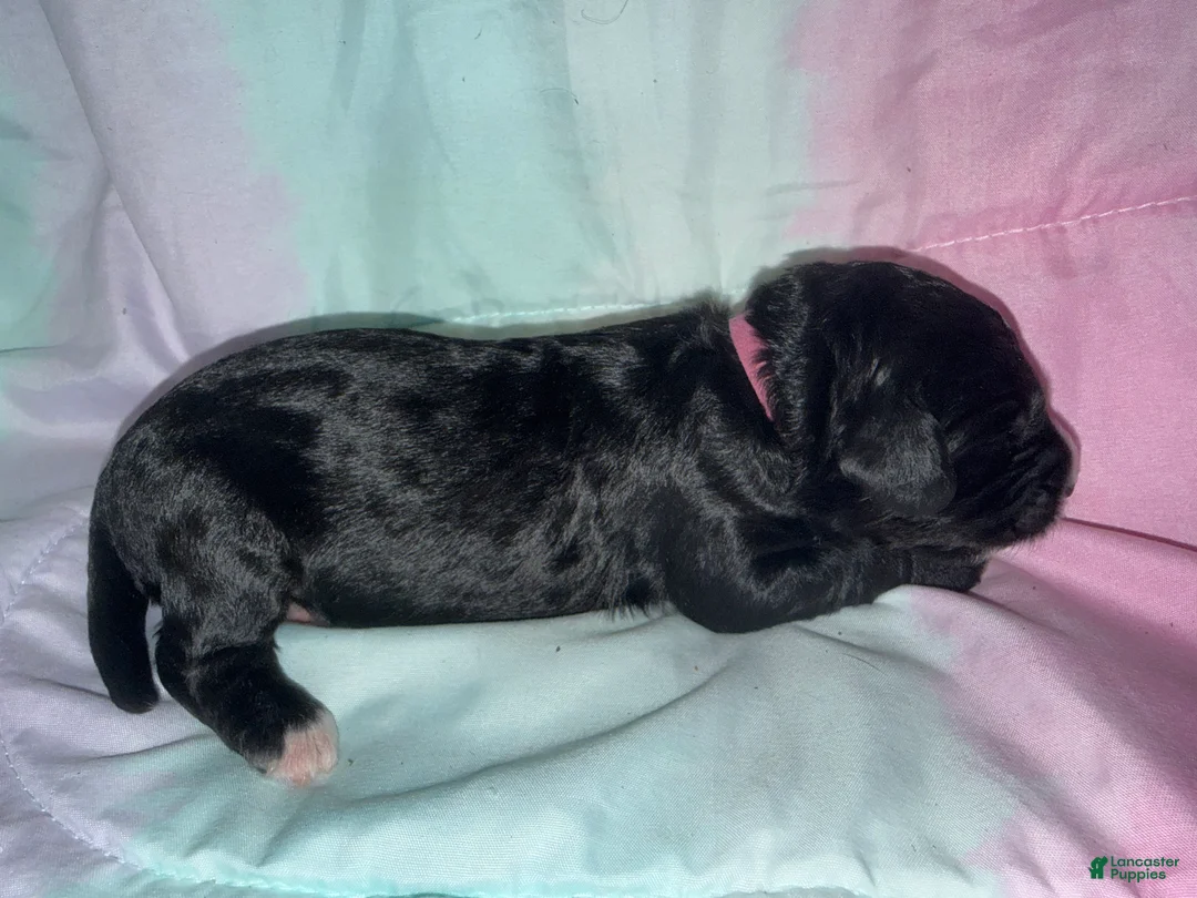 Mixed Breed dogs for sale: Hot pink collar girl - Ad 2