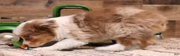 Toy Australian Shepherd dogs for sale: Cliff red merle - Ad 3