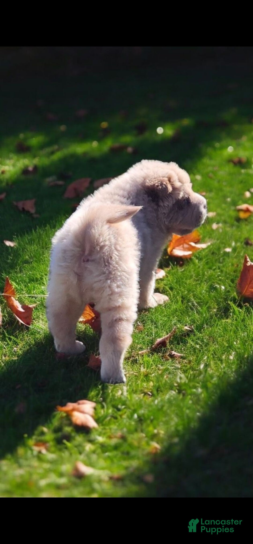 Shar Pei dogs for sale: Creamsicle  - Ad 4