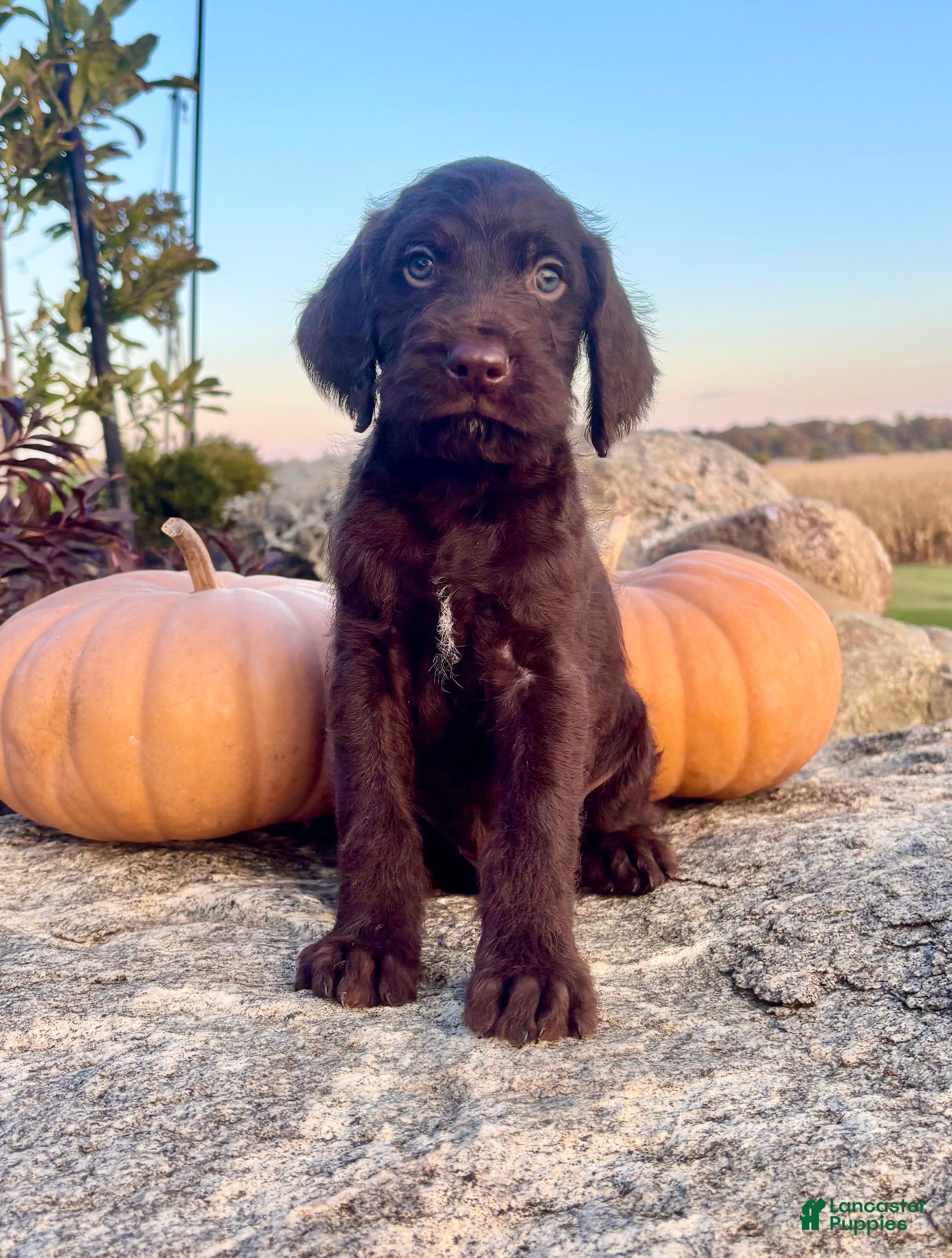 Mixed Breed dogs Jaxon - Ad 12