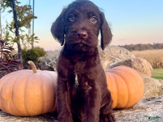 Mixed Breed dogs Jaxon - Ad 10