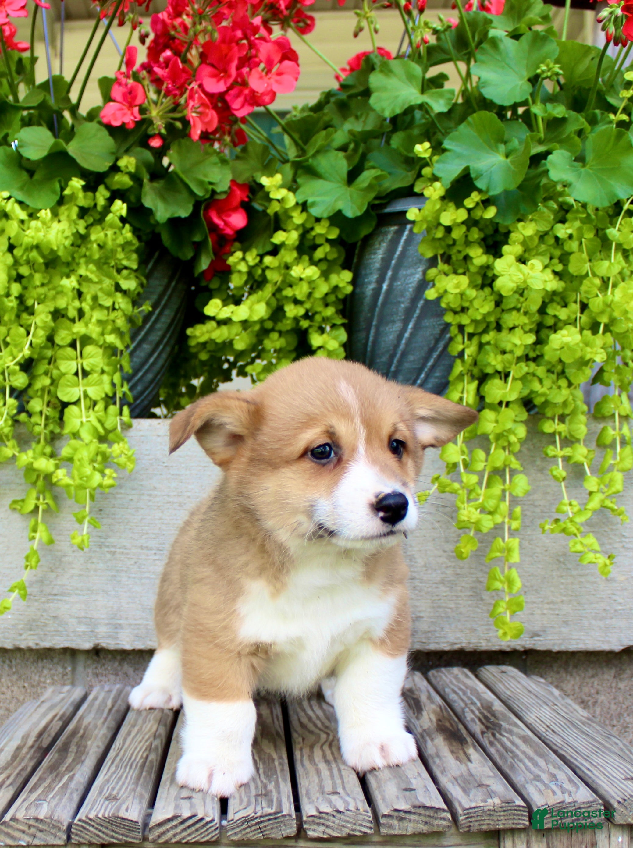 Welsh Corgi Pembroke dogs Rocky - Ad 1