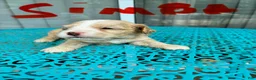 Cockapoo dogs for sale:  3. Grandpa - Ad 8