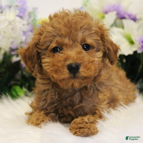 Toy Poodle dogs Marley - Ad 1